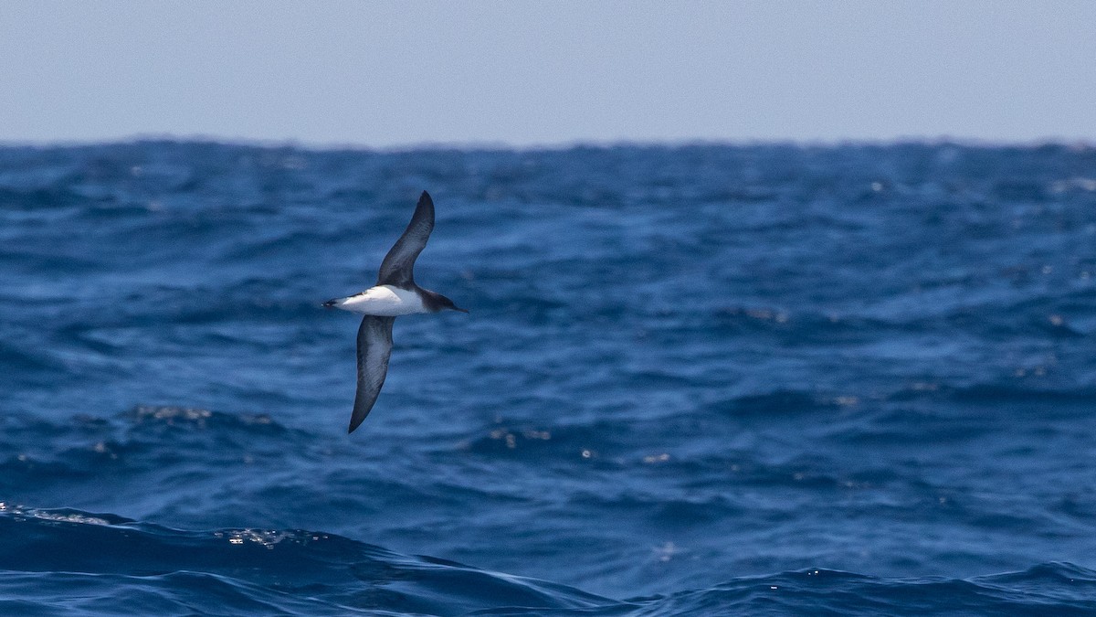Hutton's Shearwater - ML642423113