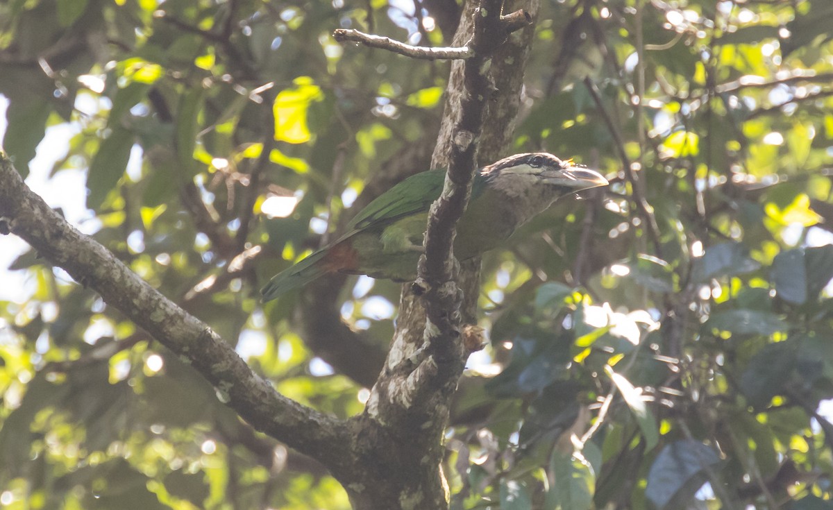Red-vented Barbet - ML642423150