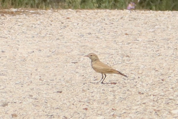 Allodola del deserto minore - ML642423152