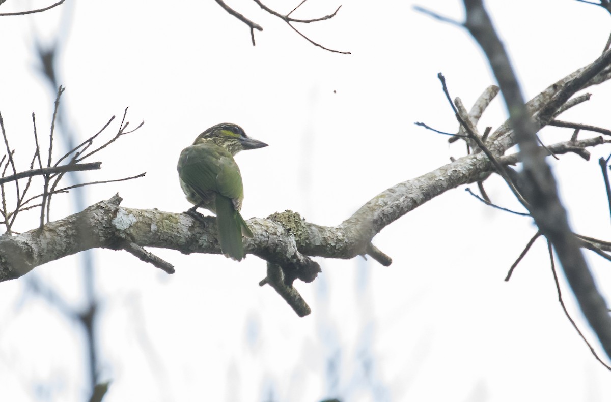 Green-eared Barbet - ML642423159