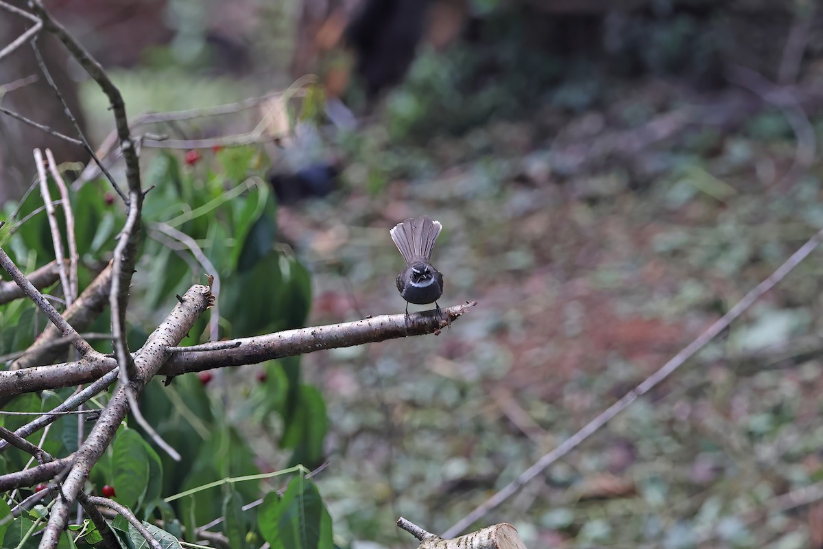 White-throated Fantail - ML642423163