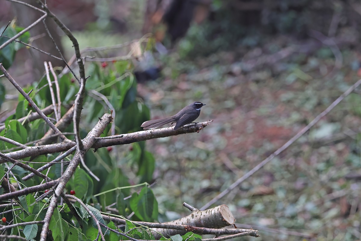 White-throated Fantail - ML642423164