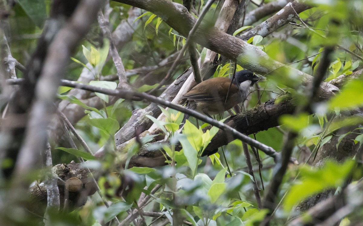 White-cheeked Laughingthrush - ML642423165