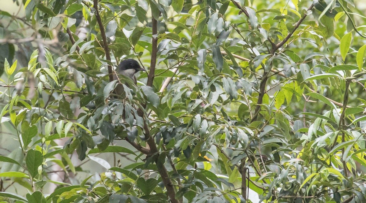White-cheeked Laughingthrush - ML642423166