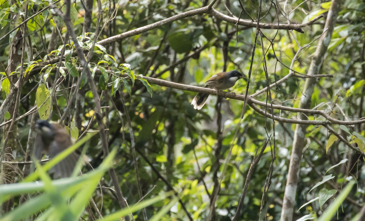 White-cheeked Laughingthrush - ML642423167