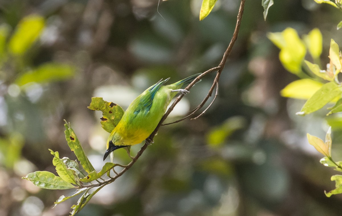 Blue-winged Leafbird - ML642423170