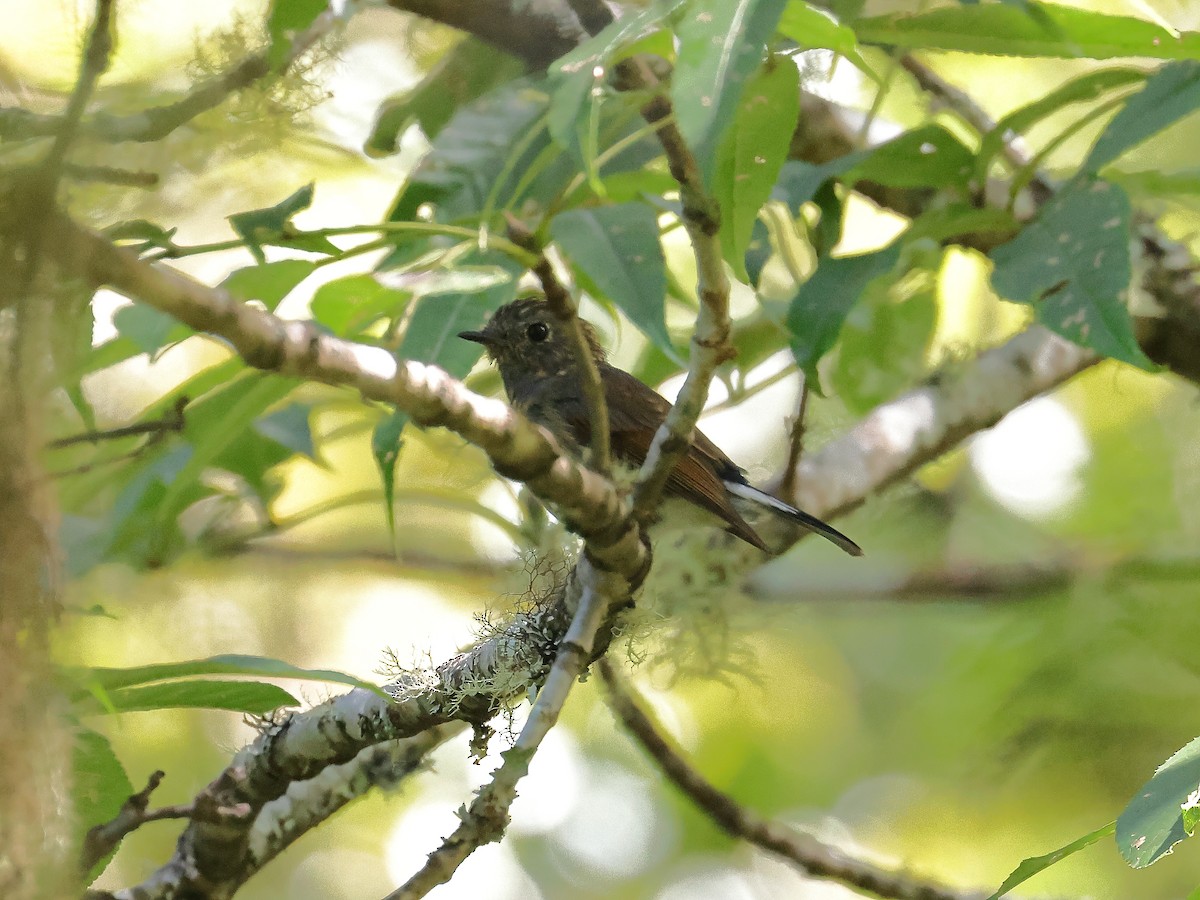 Slaty-blue Flycatcher - ML642423171