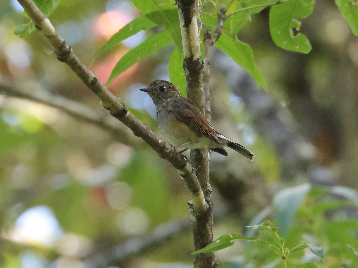 Slaty-blue Flycatcher - ML642423172