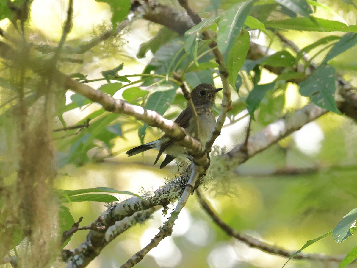Slaty-blue Flycatcher - ML642423173