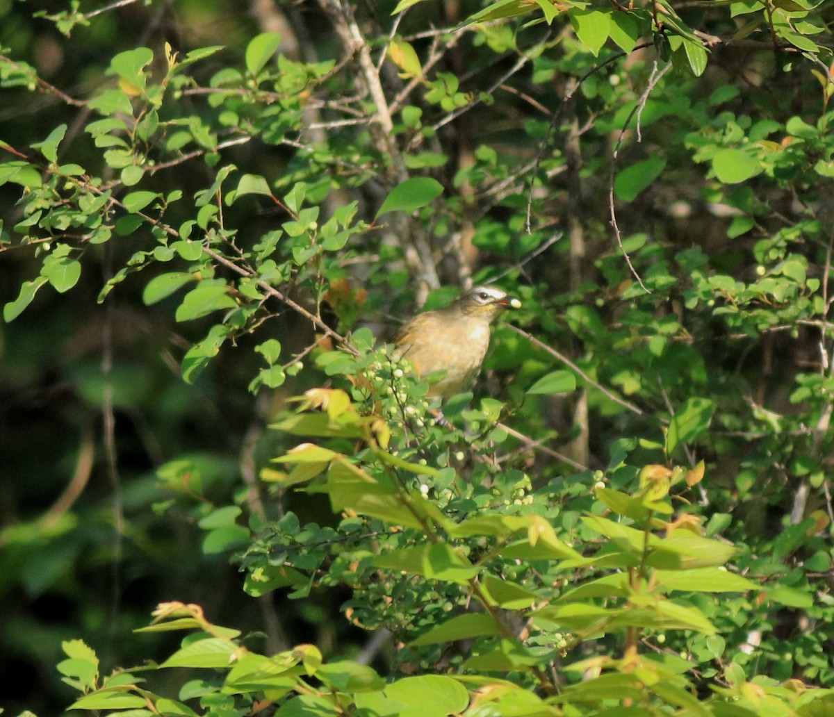 White-browed Bulbul - ML642423176