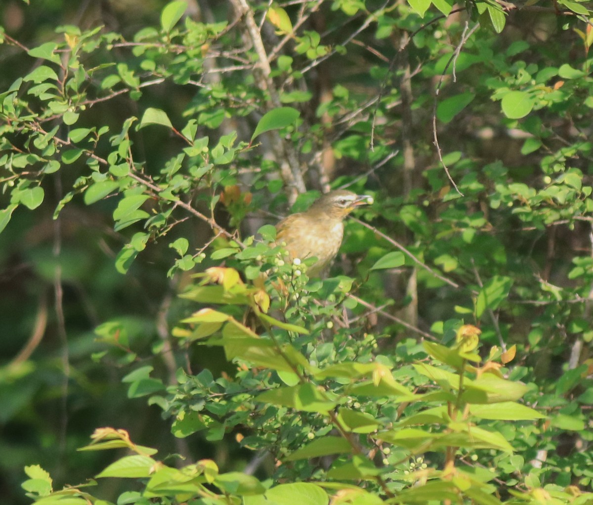 White-browed Bulbul - ML642423177