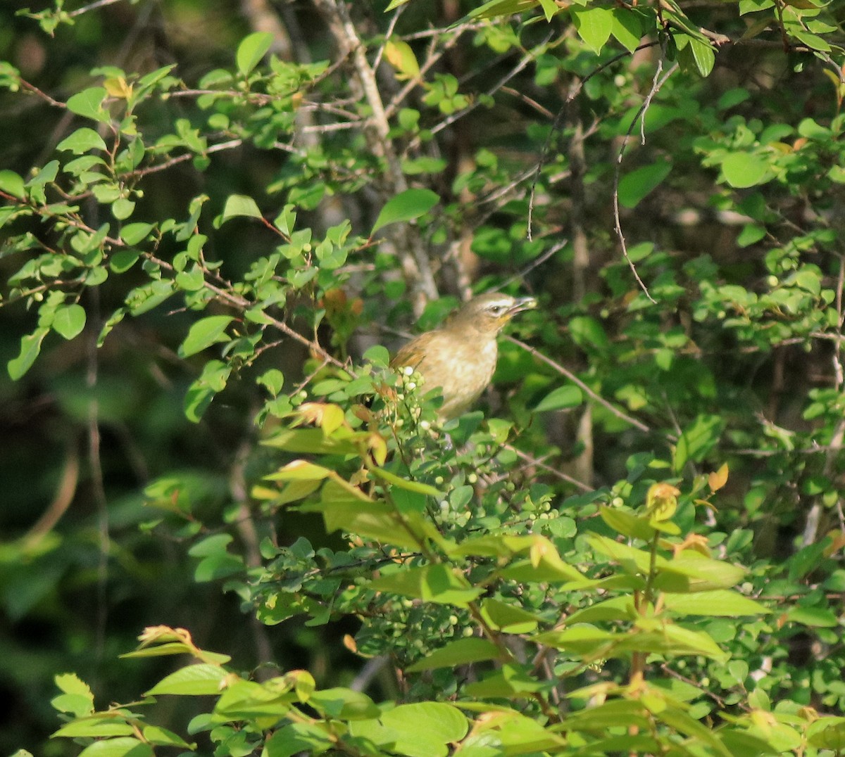 White-browed Bulbul - ML642423178
