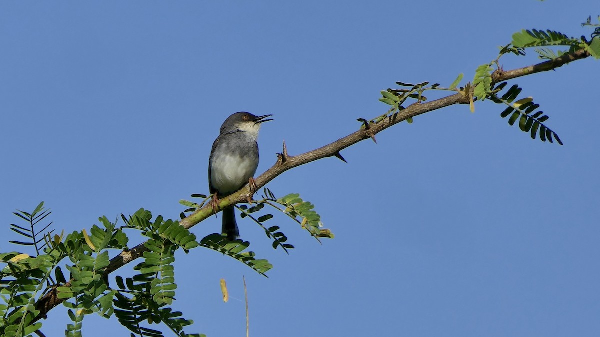 Gray-breasted Prinia - ML642423213