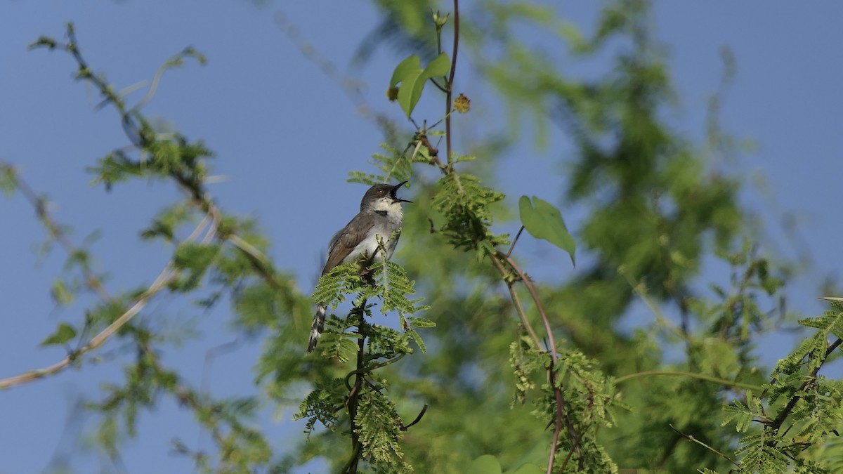 Gray-breasted Prinia - ML642423214