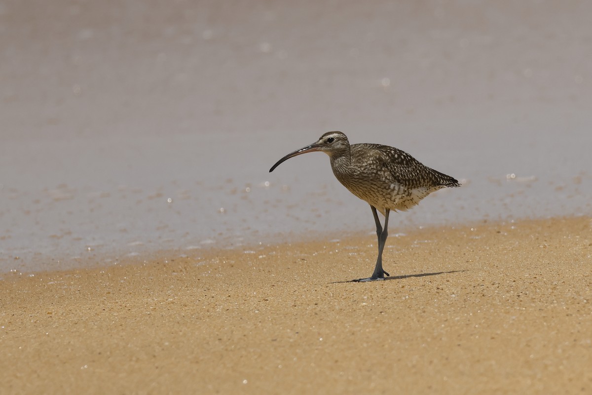 Whimbrel - ML642423215