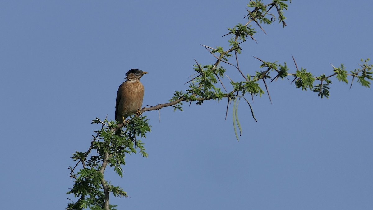 Brahminy Starling - ML642423216