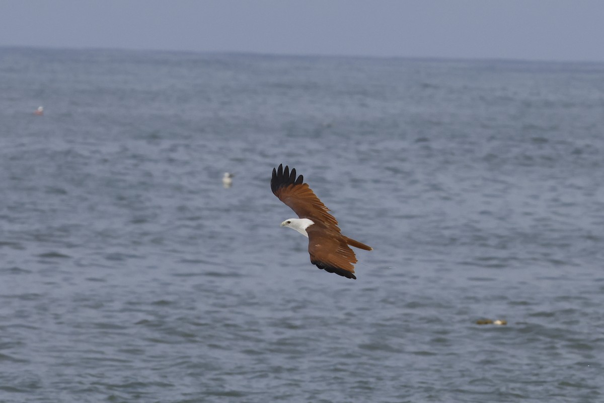 Brahminy Kite - ML642423217
