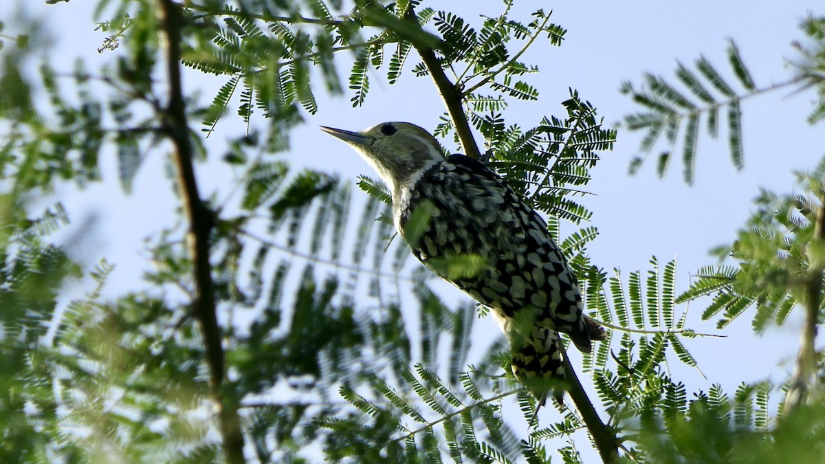 Yellow-crowned Woodpecker - ML642423218
