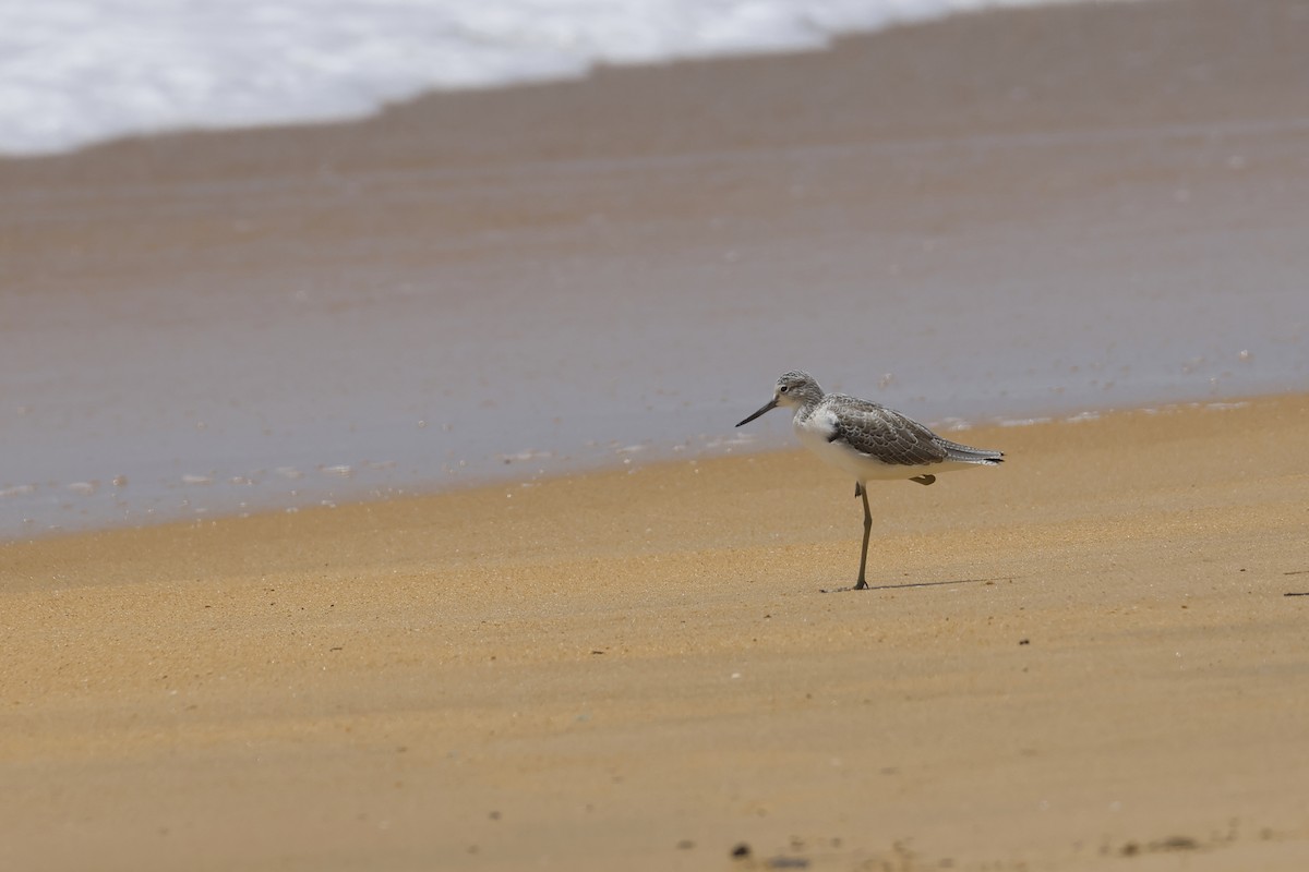 Common Greenshank - ML642423219