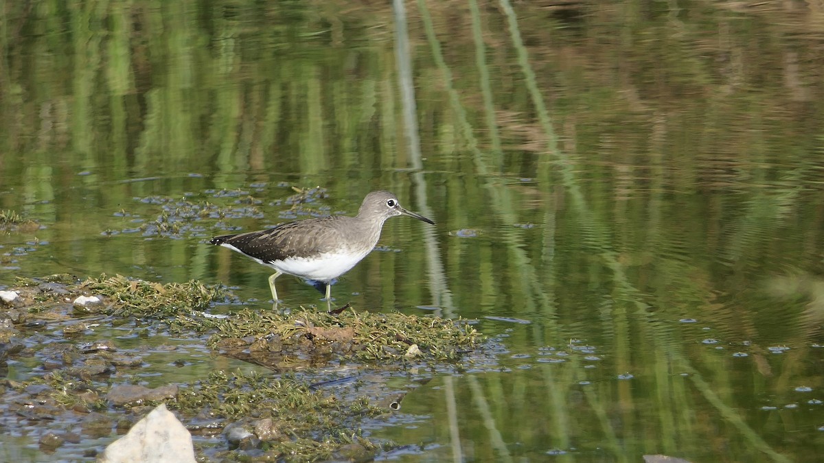 Green Sandpiper - ML642423262