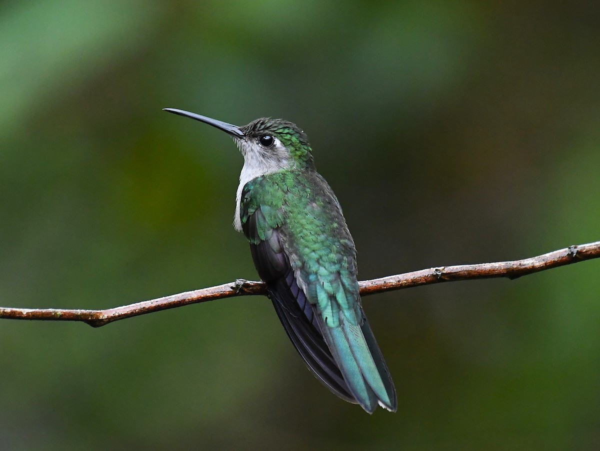 Gray-breasted Sabrewing - ML642423268