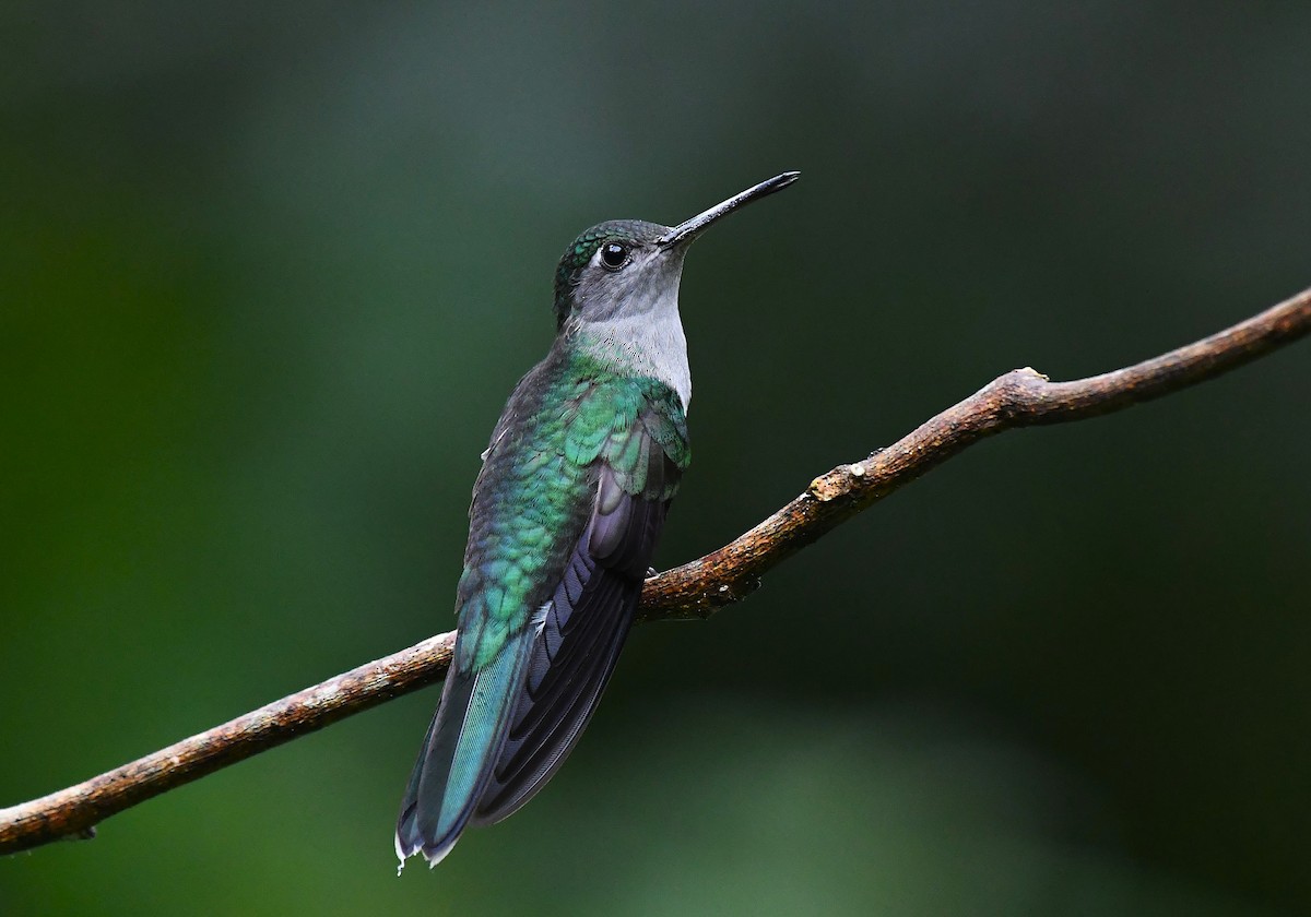 Gray-breasted Sabrewing - ML642423269