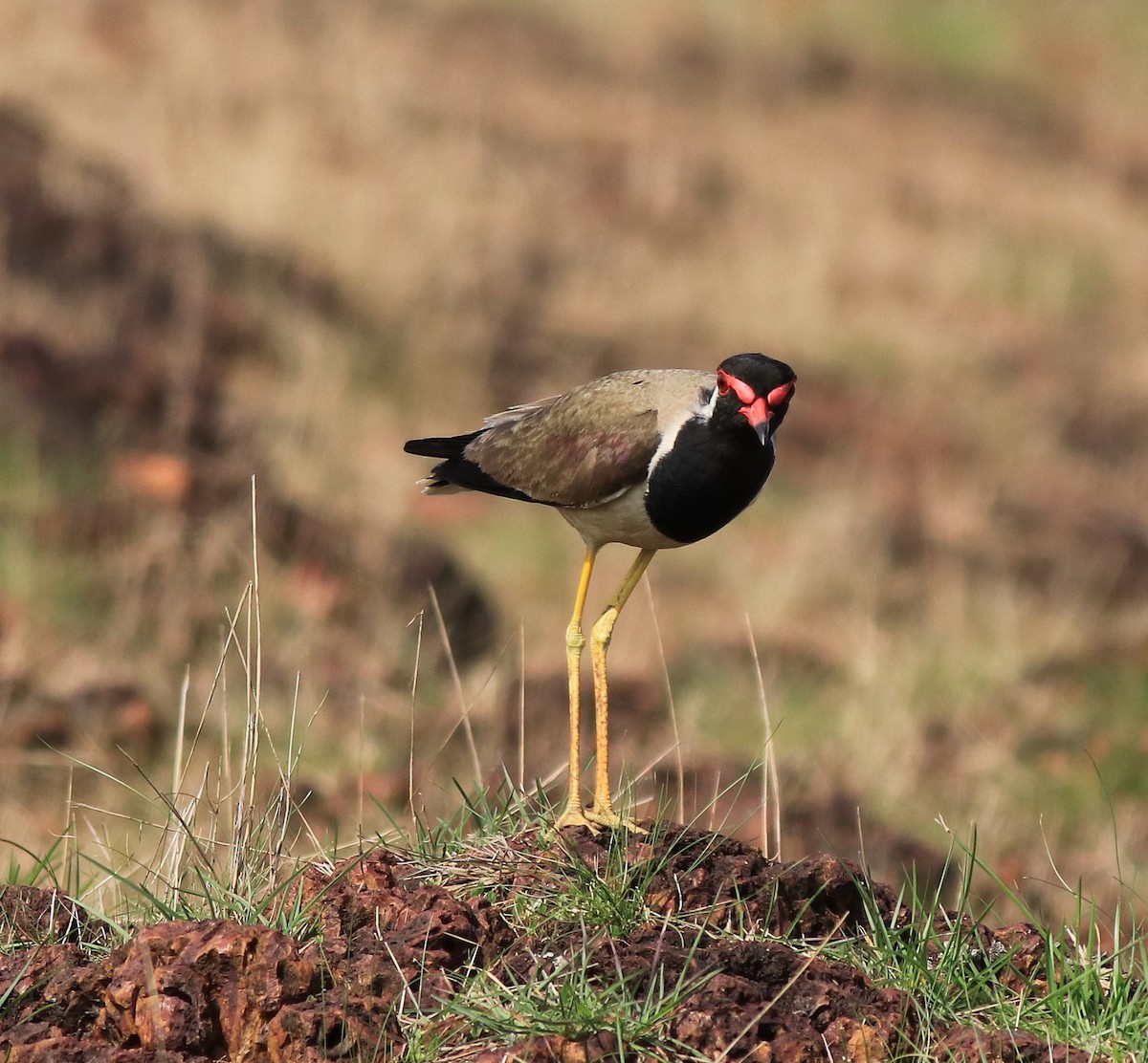 Red-wattled Lapwing - ML642423274