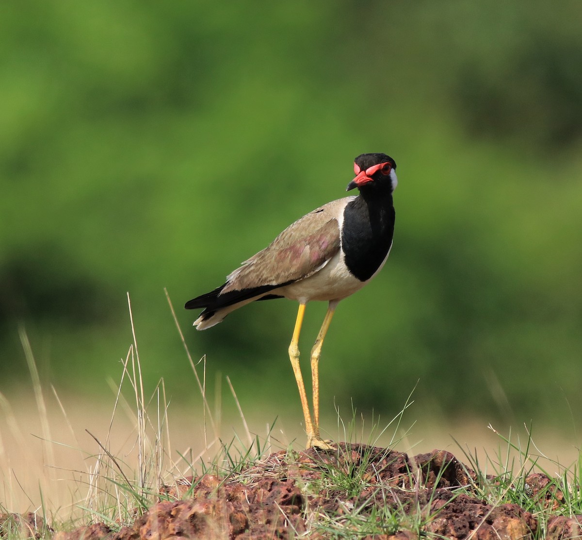 Red-wattled Lapwing - ML642423275