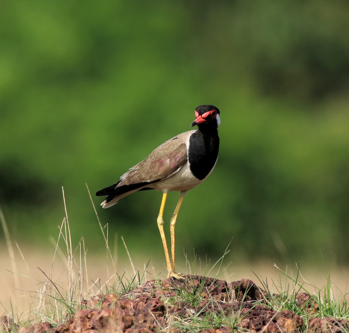 Red-wattled Lapwing - ML642423276