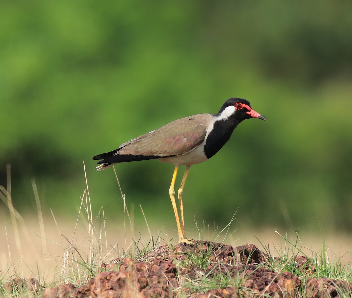 Red-wattled Lapwing - ML642423278