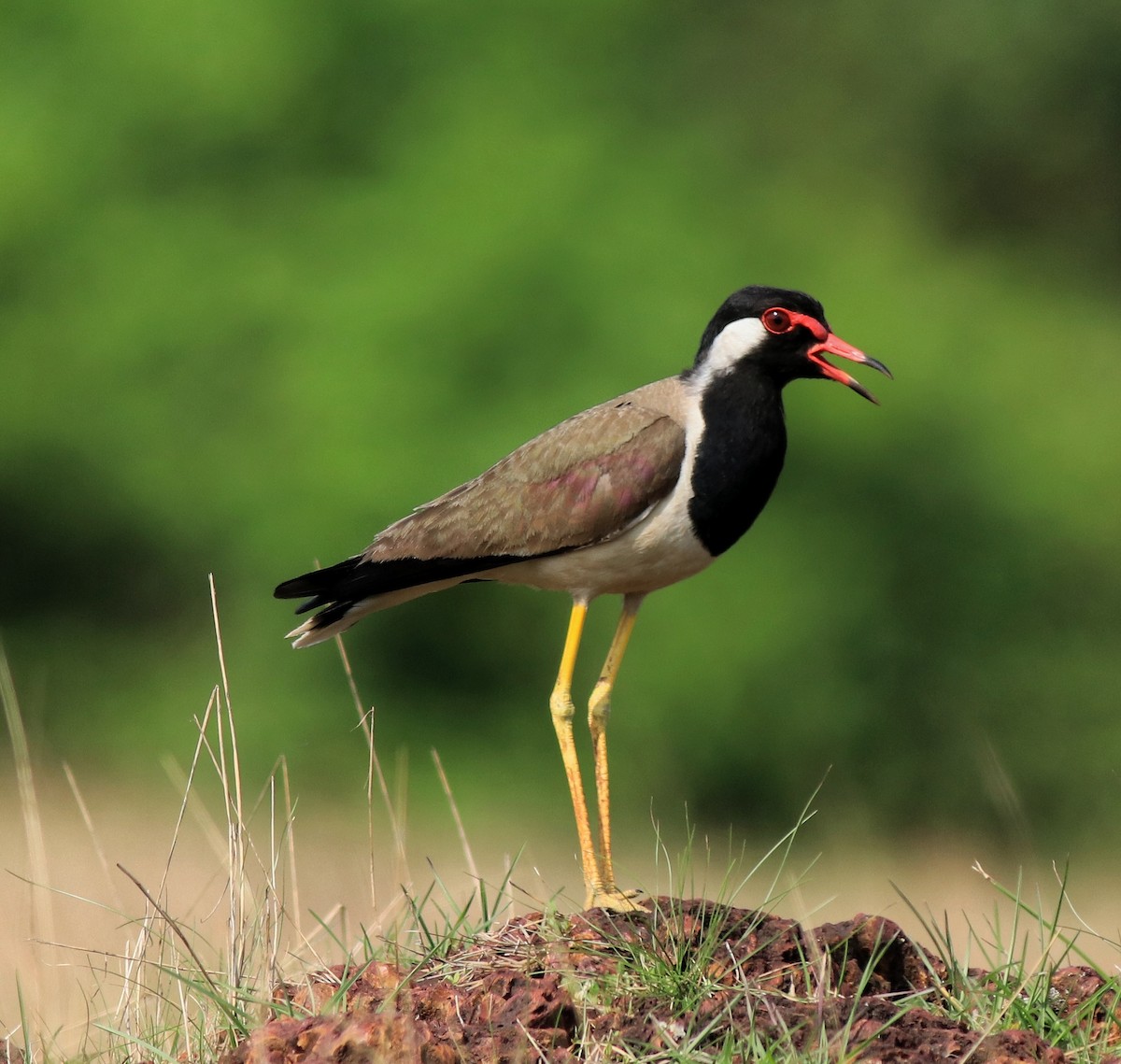 Red-wattled Lapwing - ML642423279