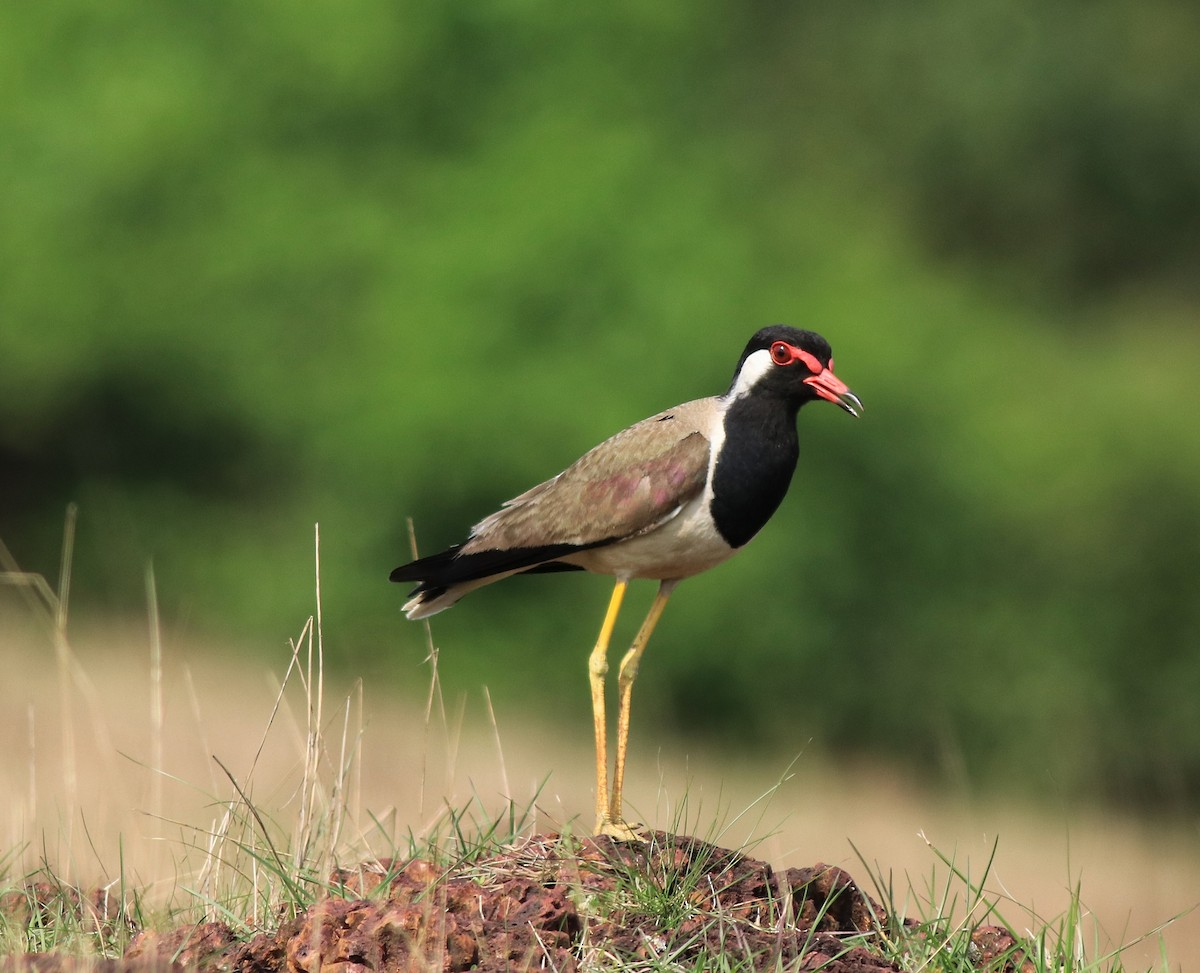 Red-wattled Lapwing - ML642423280