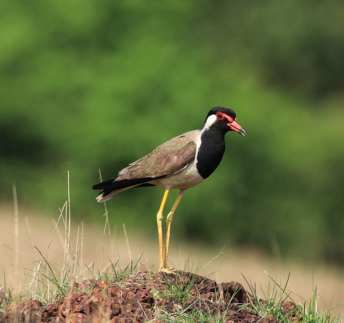 Red-wattled Lapwing - ML642423281