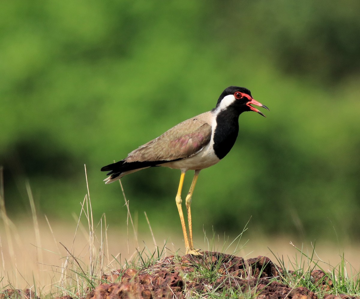Red-wattled Lapwing - ML642423282