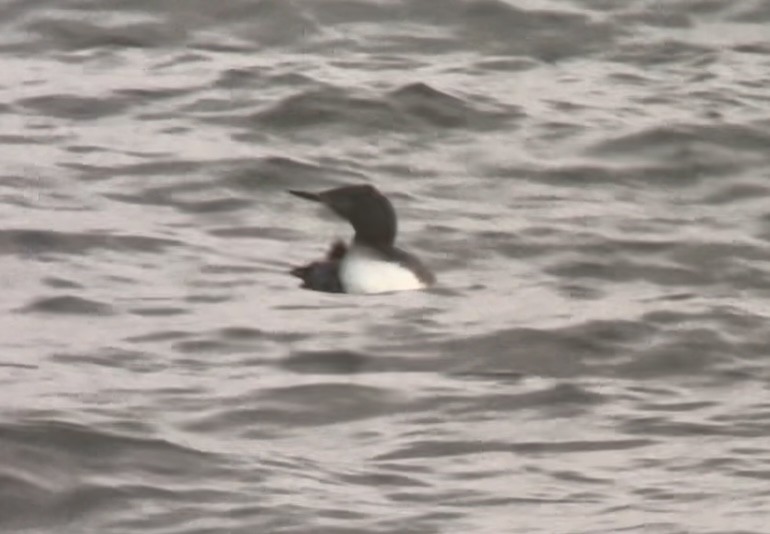 Red-throated Loon - ML642423297