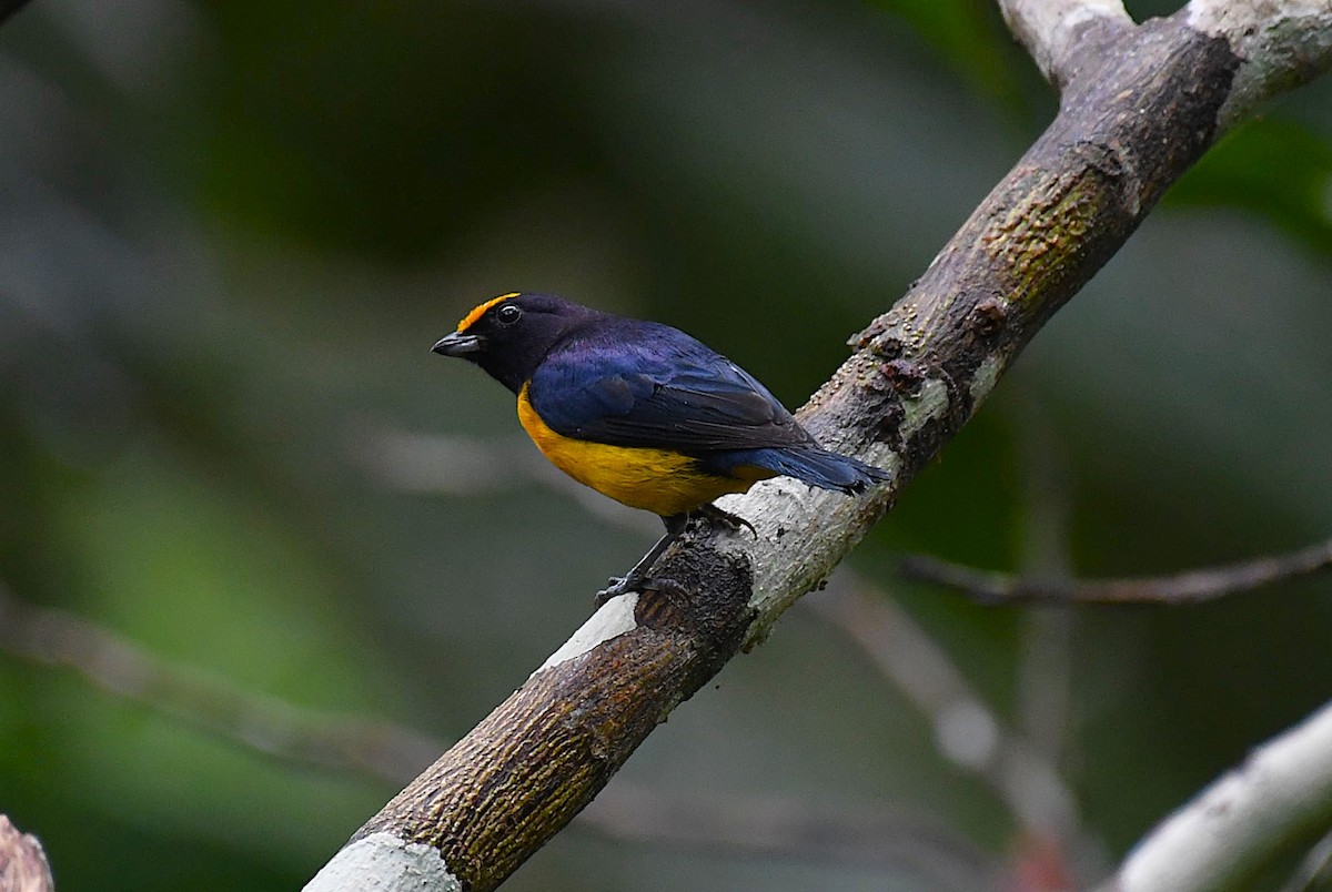 Orange-bellied Euphonia - ML642423300