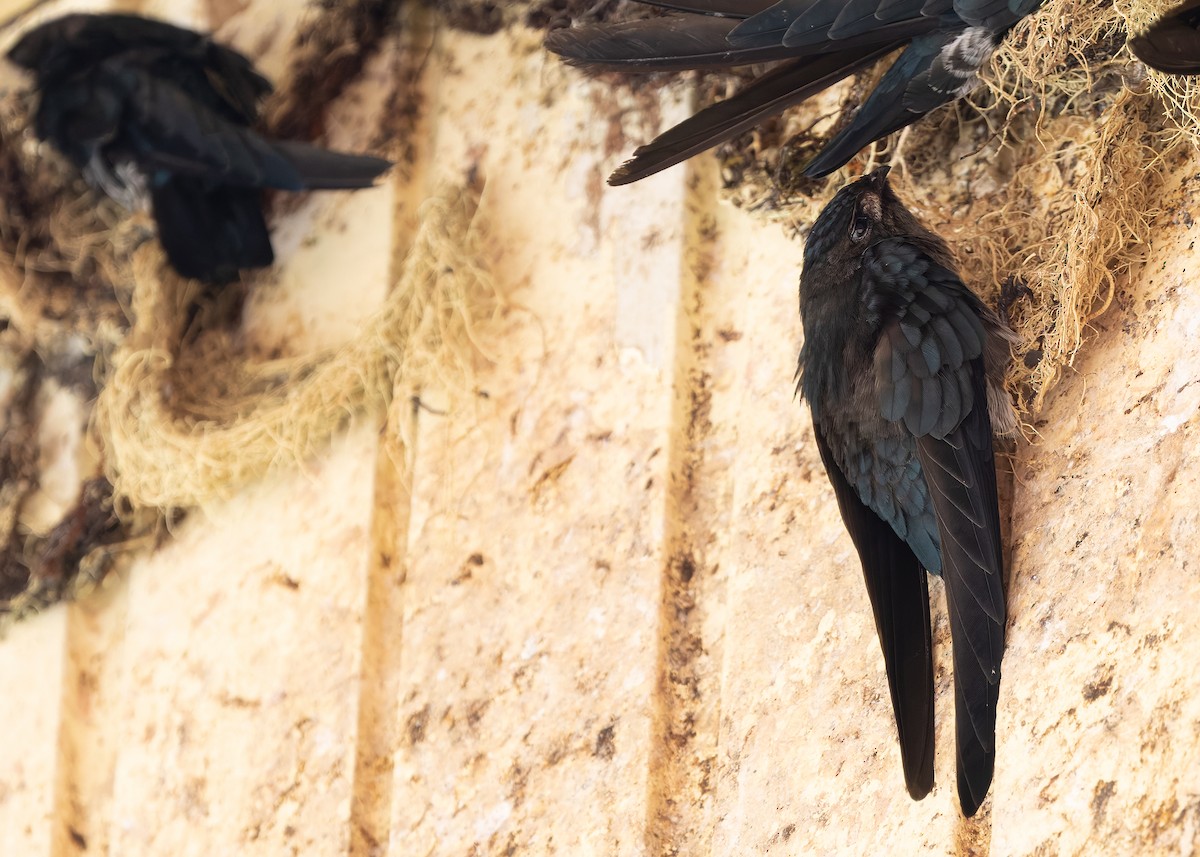Plume-toed Swiftlet - ML642423312