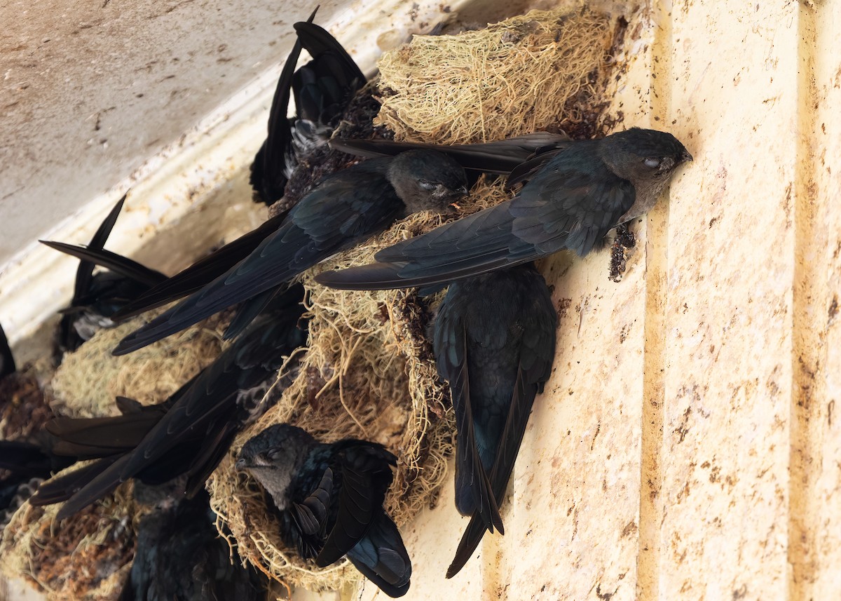 Plume-toed Swiftlet - ML642423313