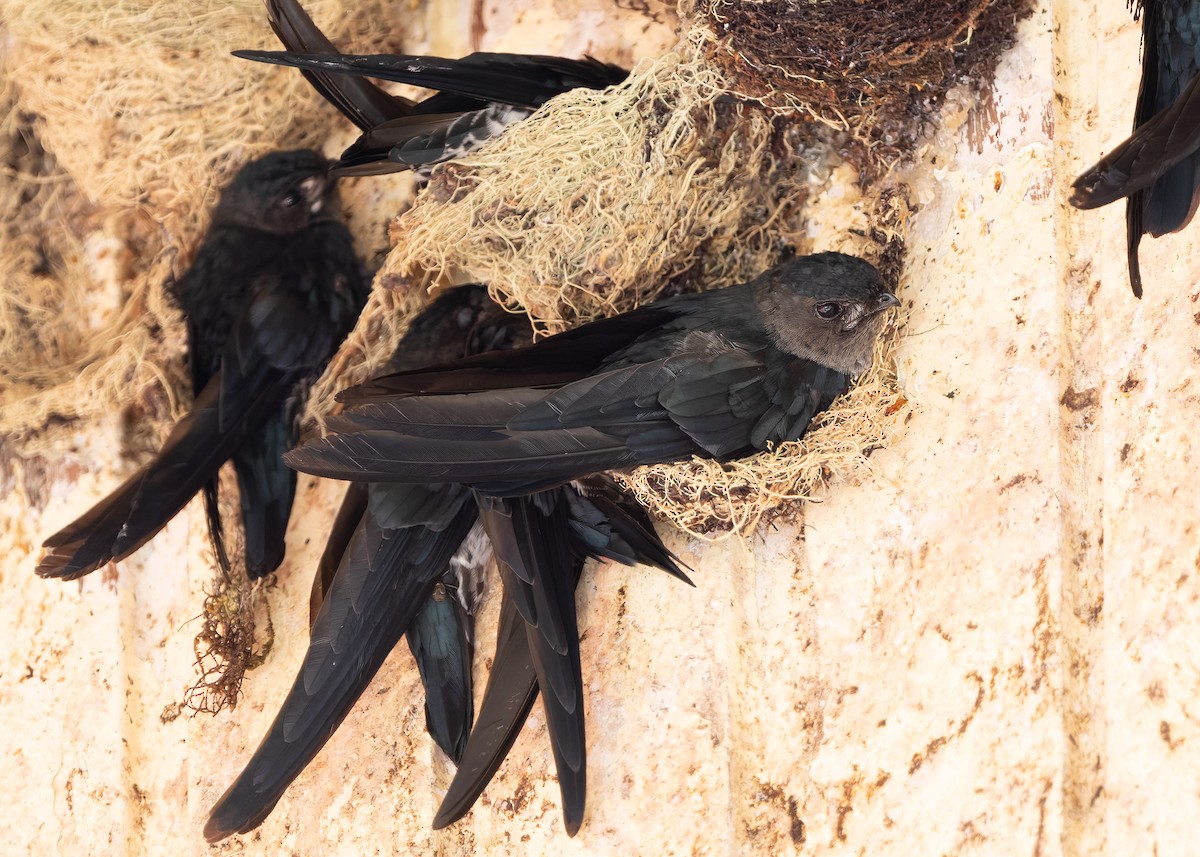 Plume-toed Swiftlet - ML642423314