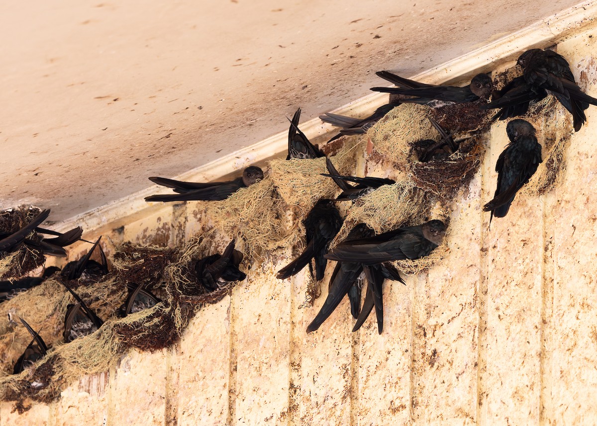 Plume-toed Swiftlet - ML642423315
