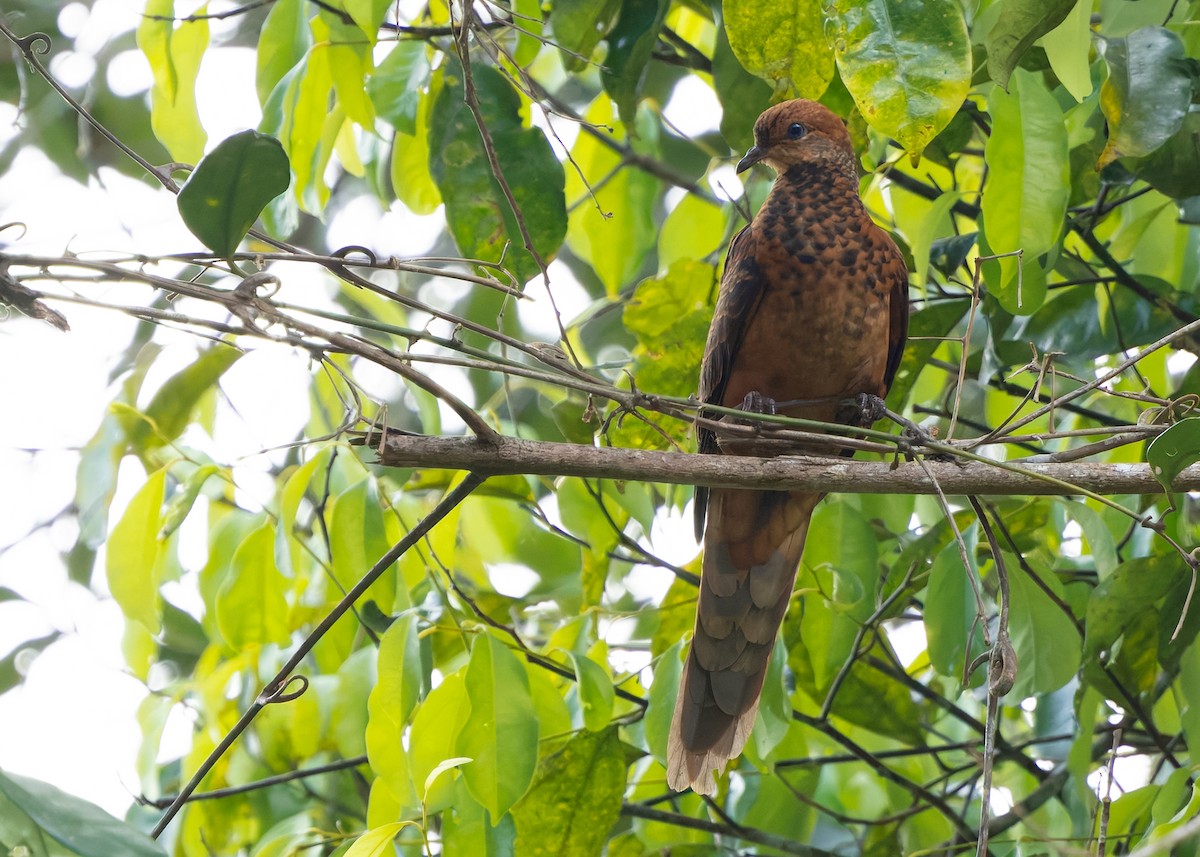 Little Cuckoo-Dove - ML642423320