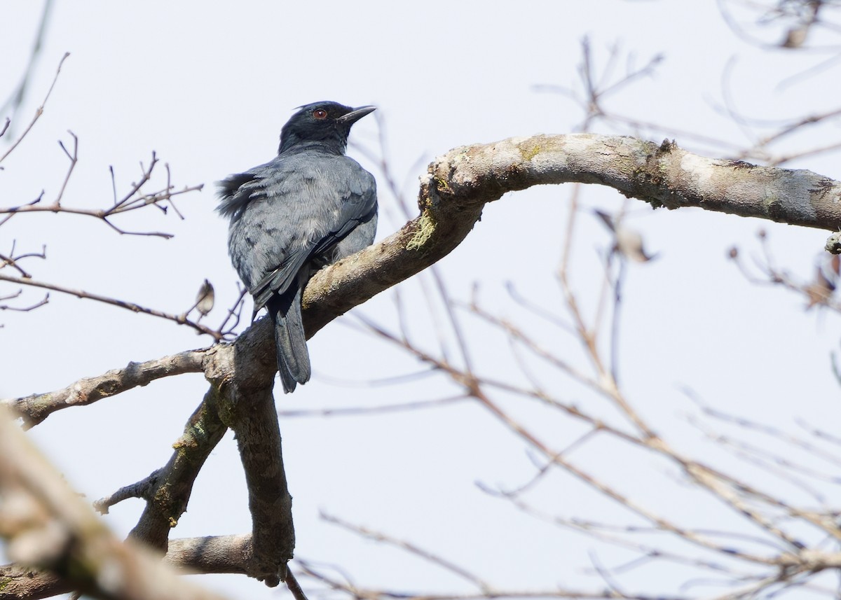 Lesser Cuckooshrike - ML642423333