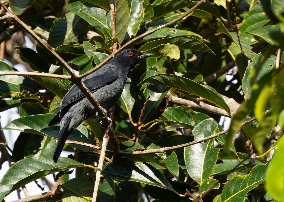 Lesser Cuckooshrike - ML642423347
