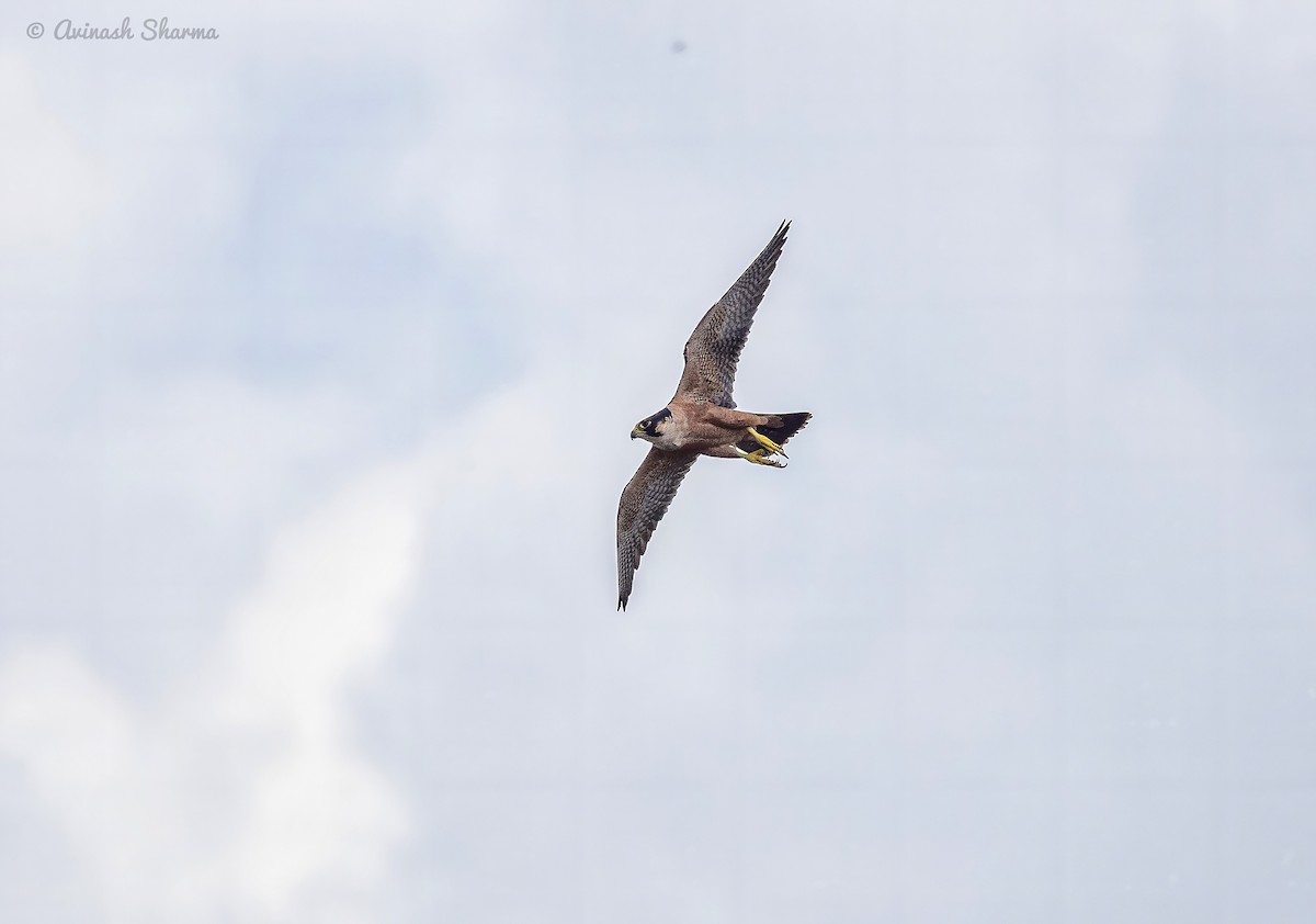 Peregrine Falcon (Shaheen) - ML642423357