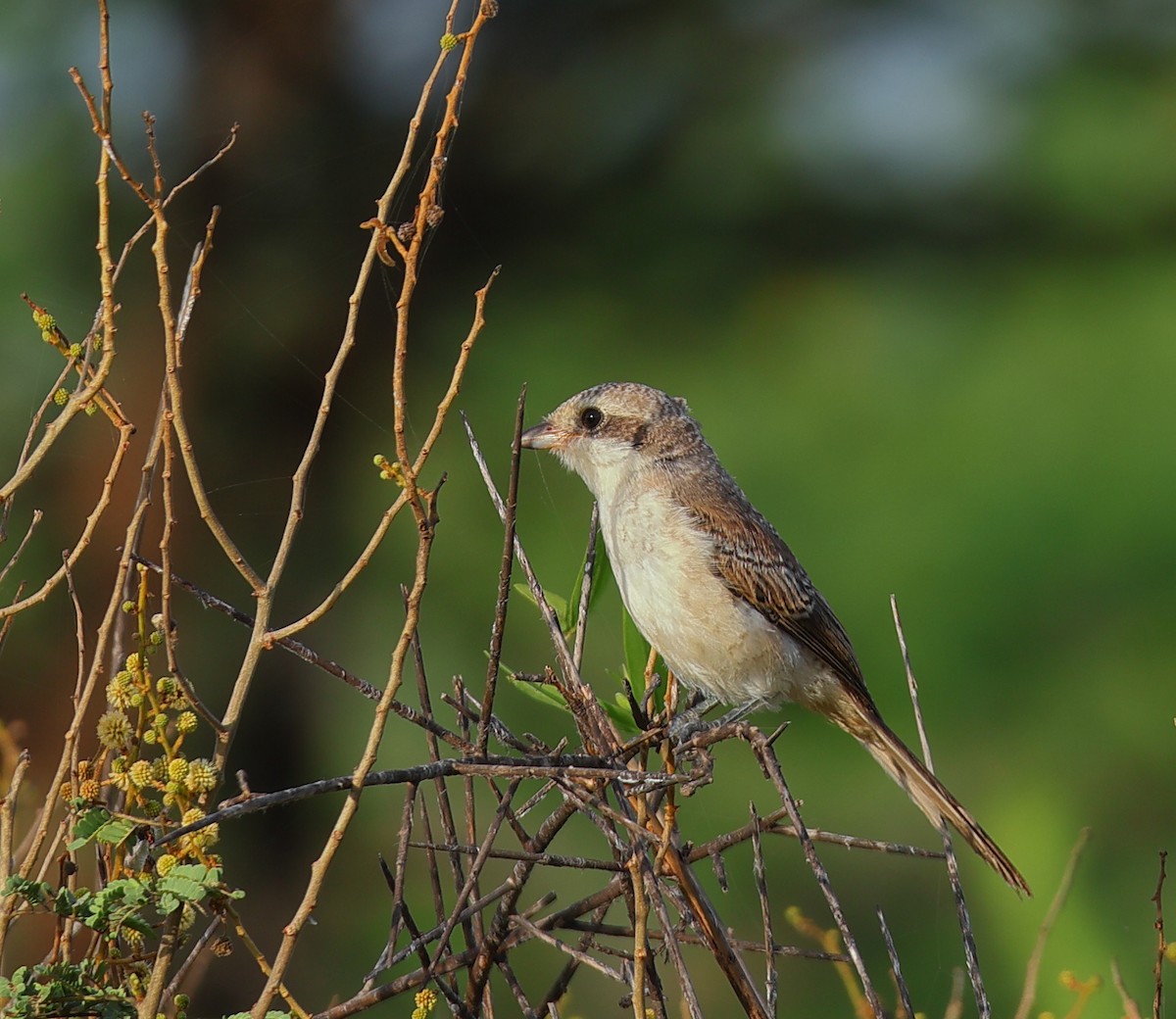 Bay-backed Shrike - ML642423379
