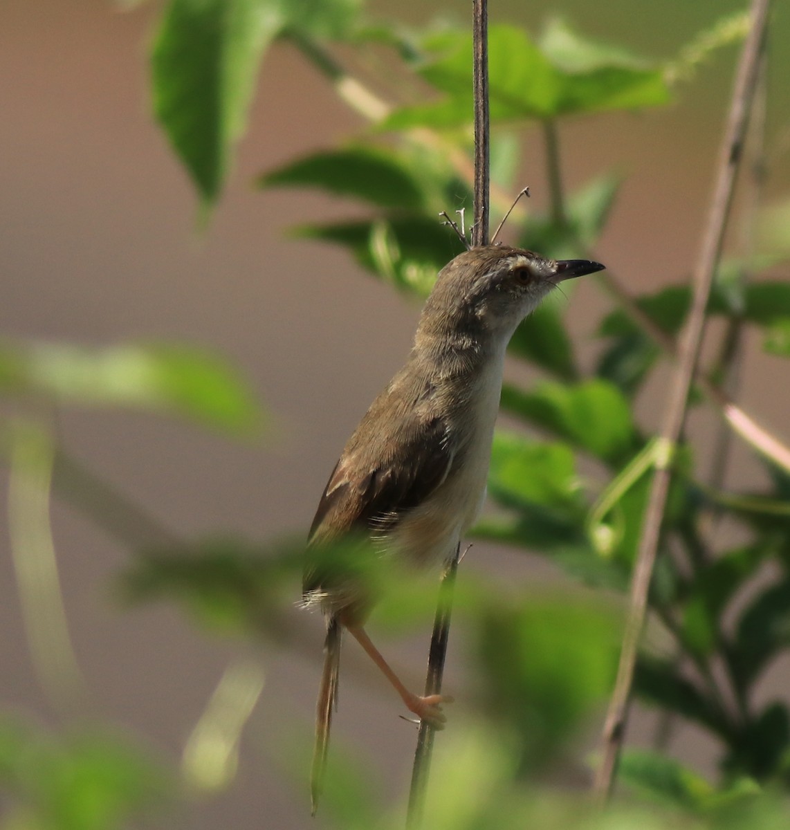 Plain Prinia - ML642423390
