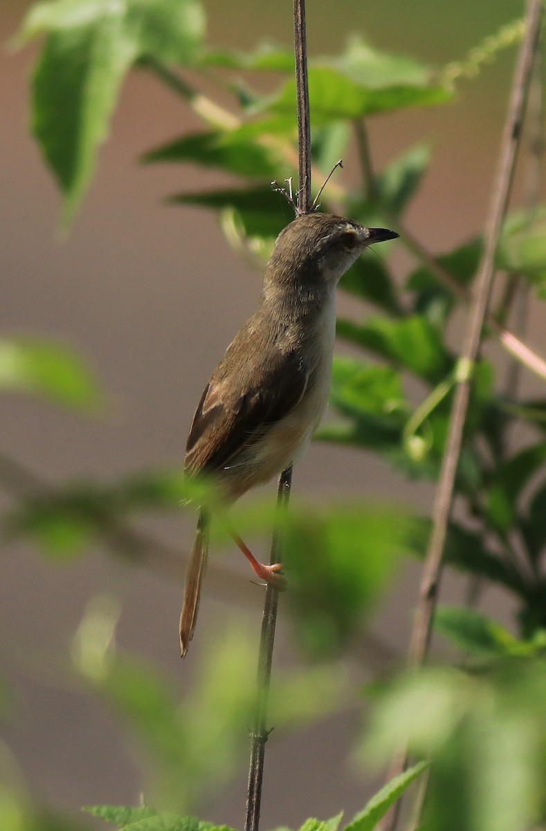 Plain Prinia - ML642423391