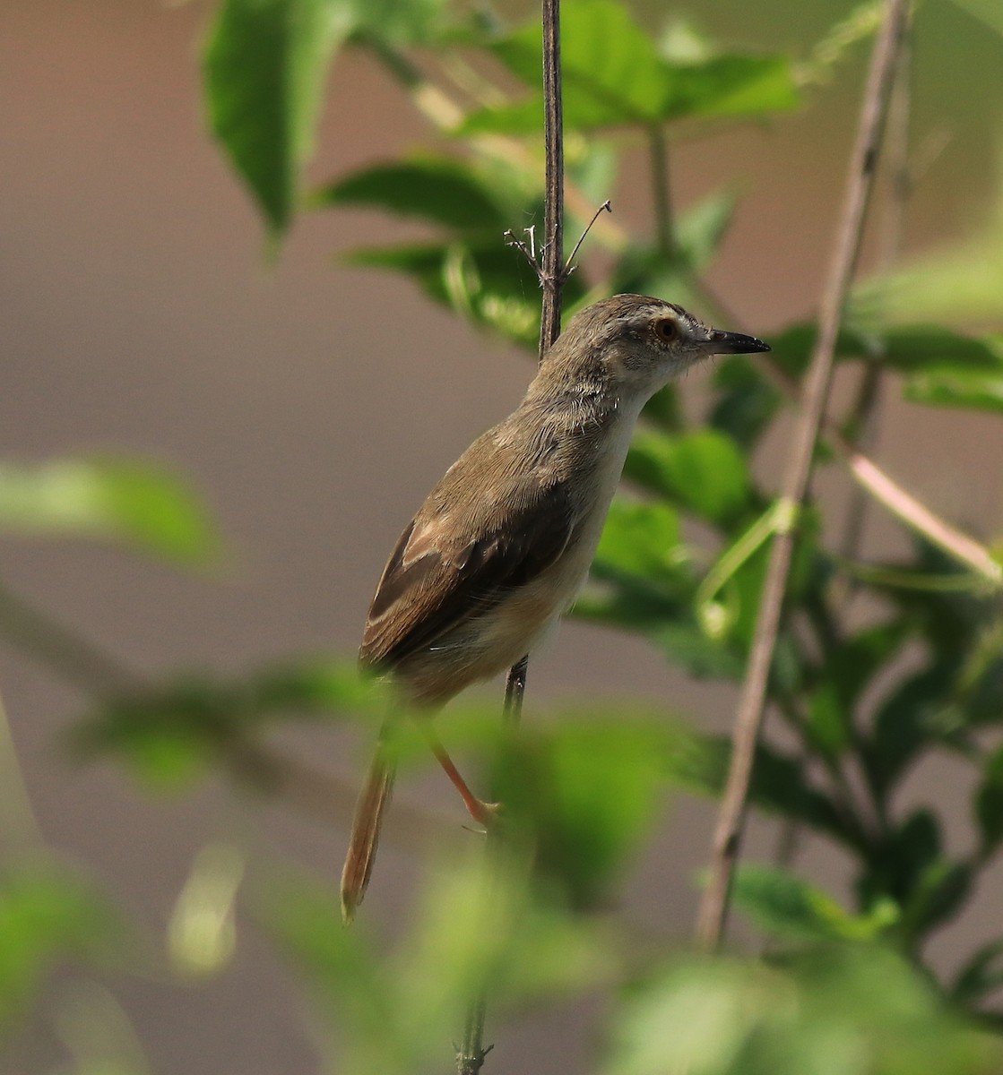 Plain Prinia - ML642423392