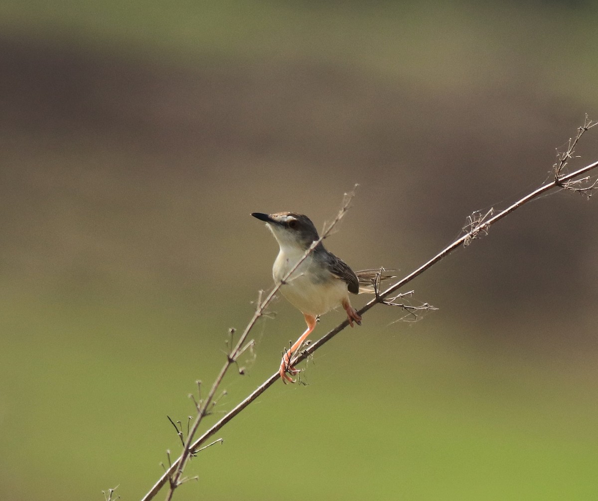Plain Prinia - ML642423393
