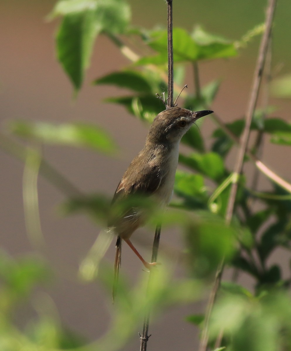 Plain Prinia - ML642423394
